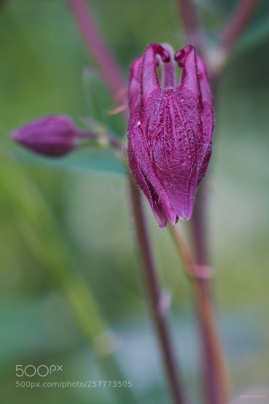 Fujifilm X-T20 sample photo. Columbine photography