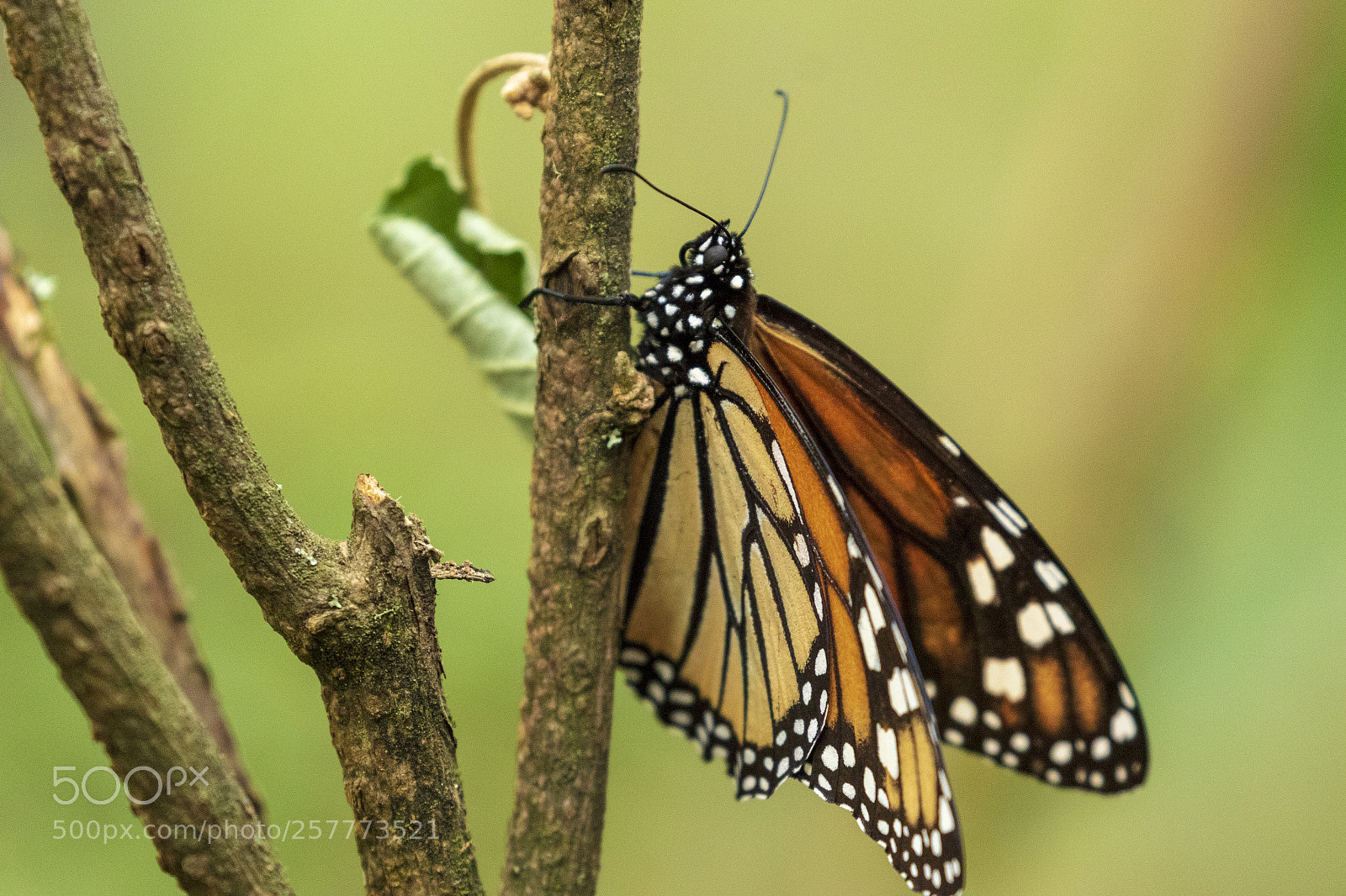 Canon EOS 7D Mark II sample photo. Monarch butterfly photography