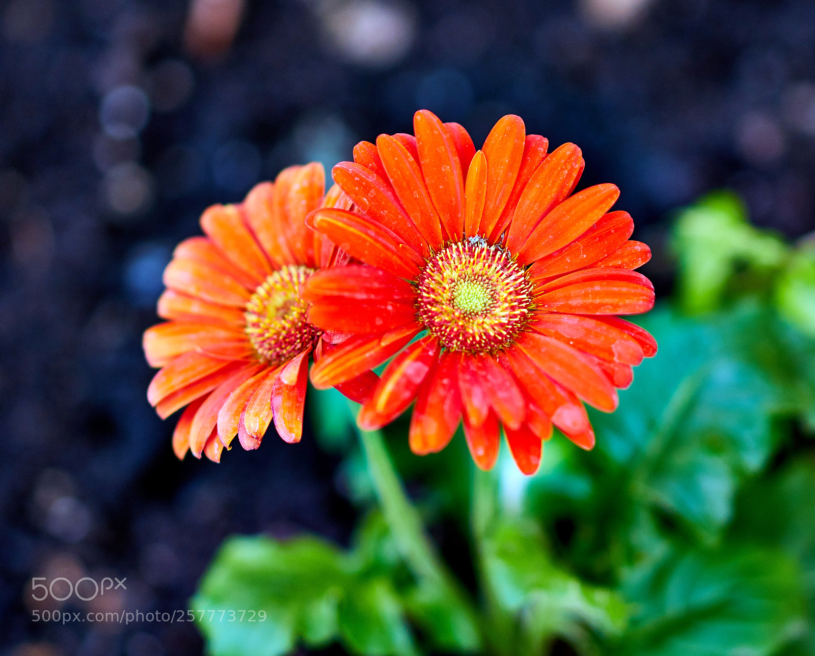 Sony a7 II sample photo. Orange crush photography