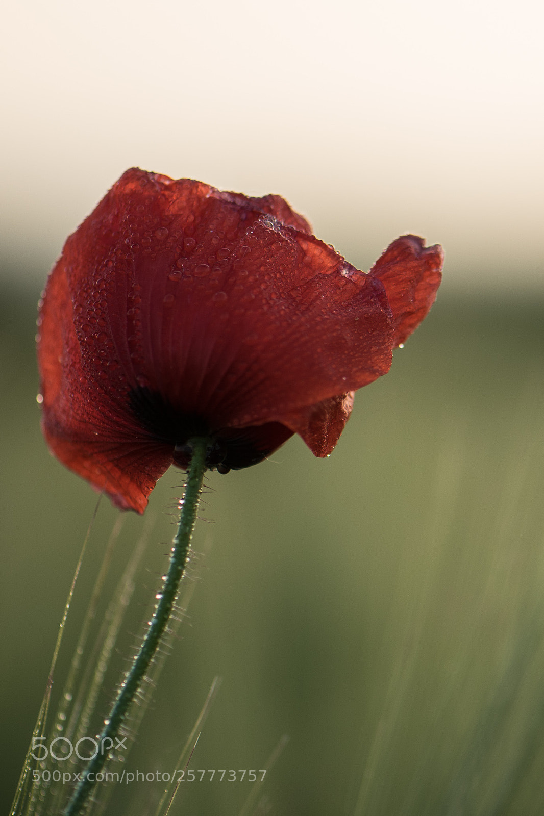Nikon D750 sample photo. Poppy with waterdrops photography