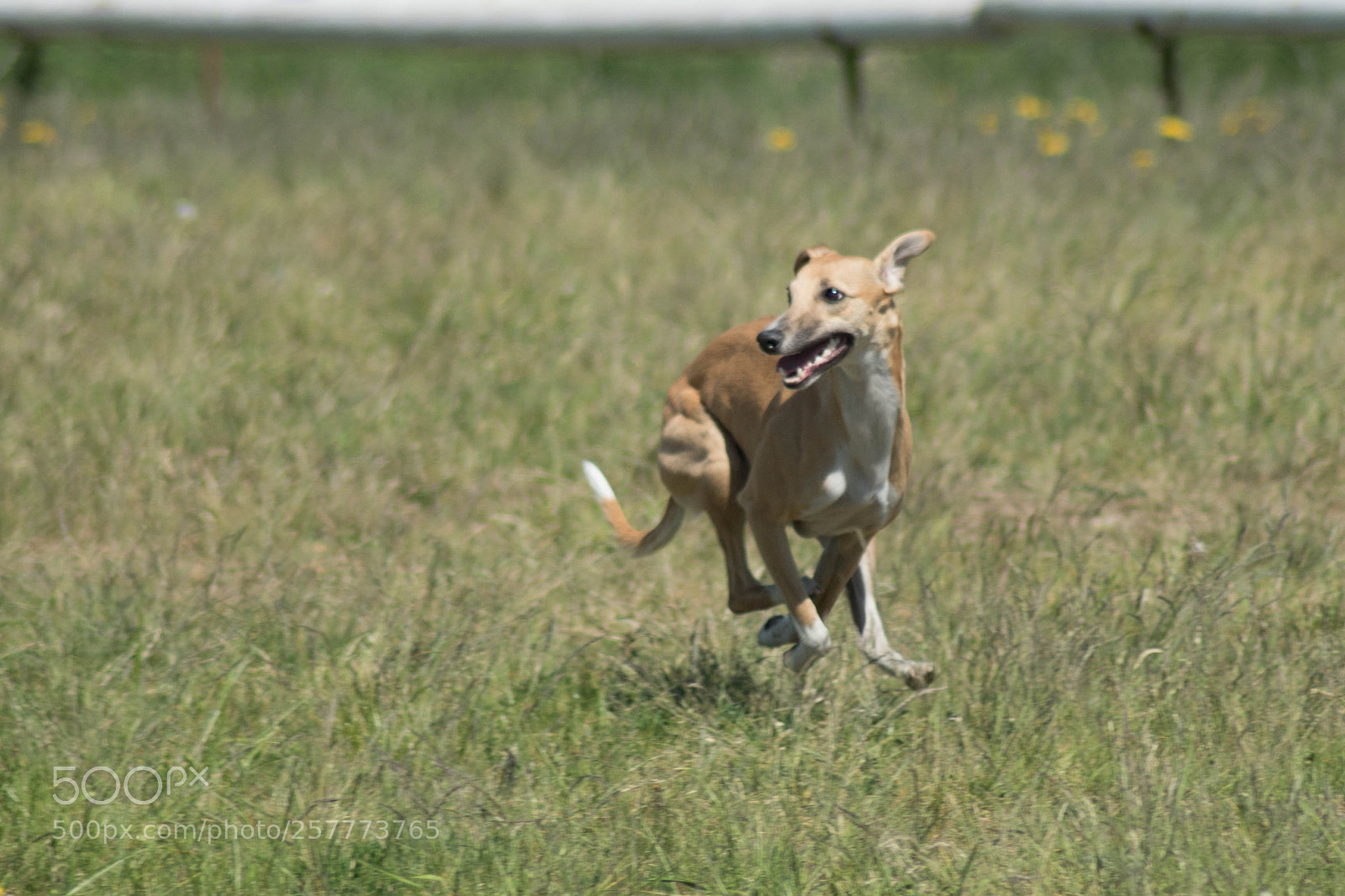 Sony ILCA-77M2 sample photo. Whippet training photography