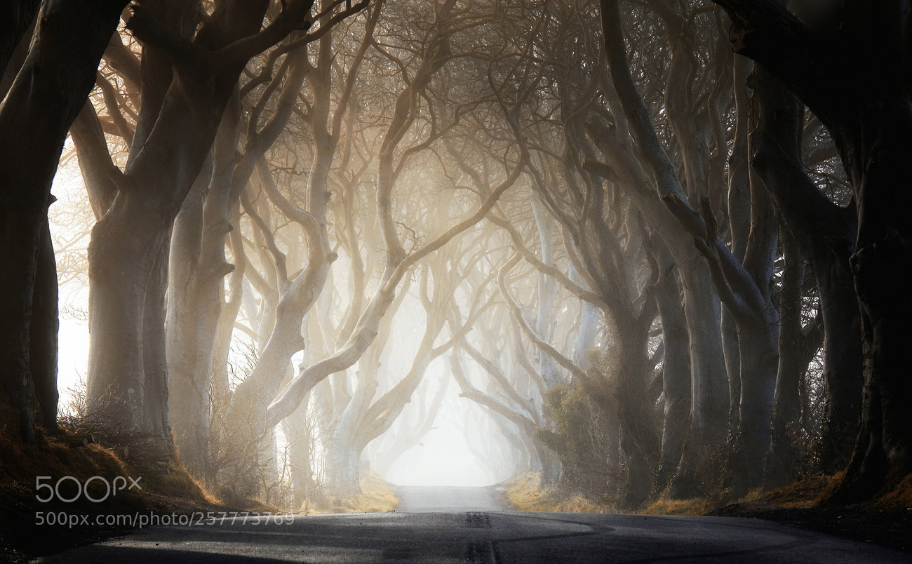 Canon EOS 6D sample photo. A foggy morning photography