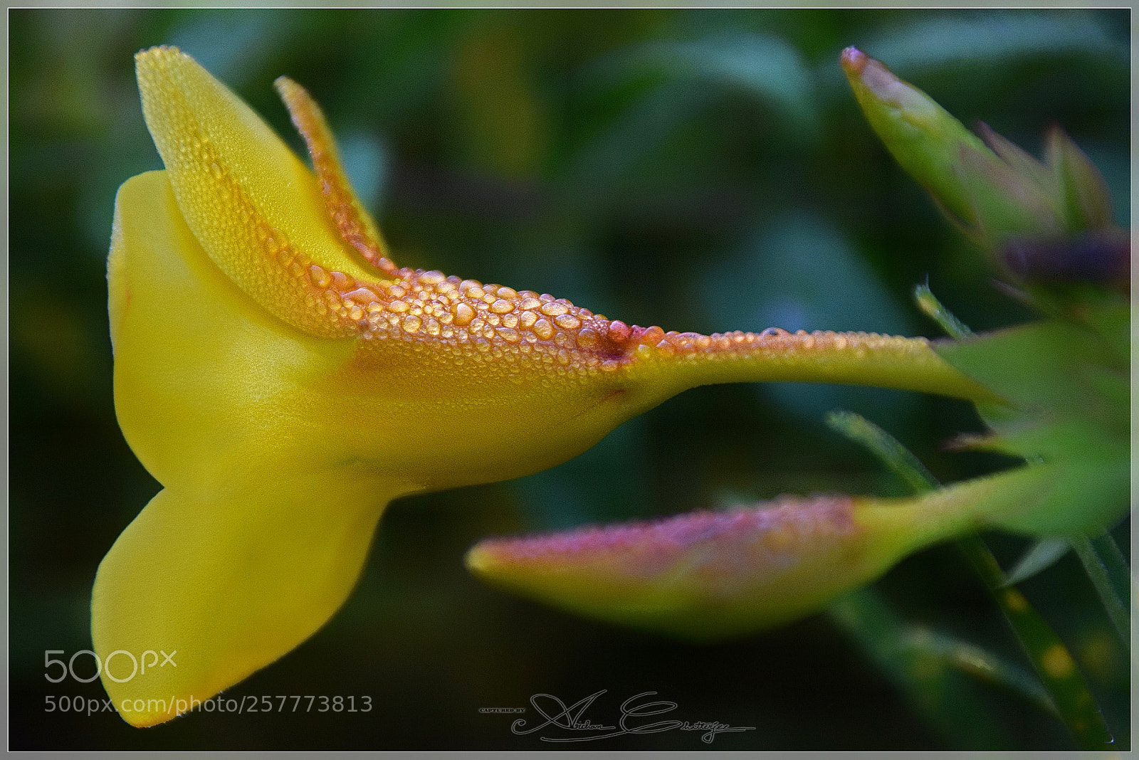 Nikon D3300 sample photo. Dew drops photography