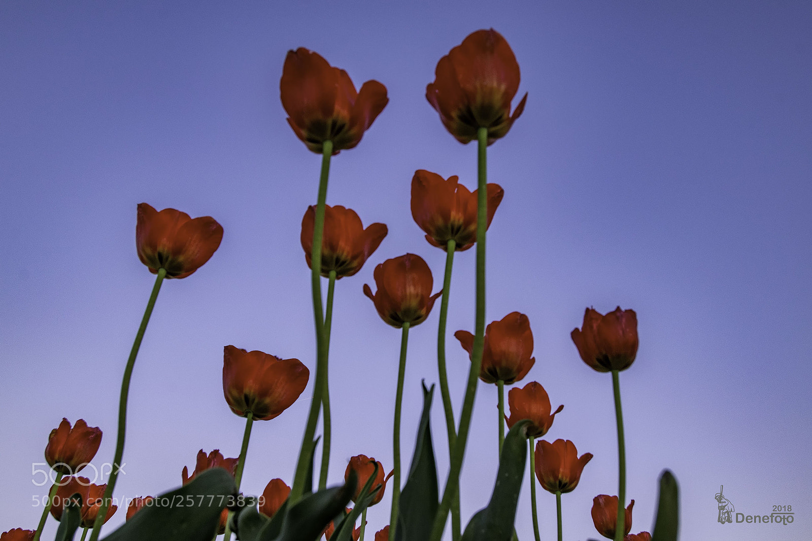 Nikon D5300 sample photo. Untitled photography