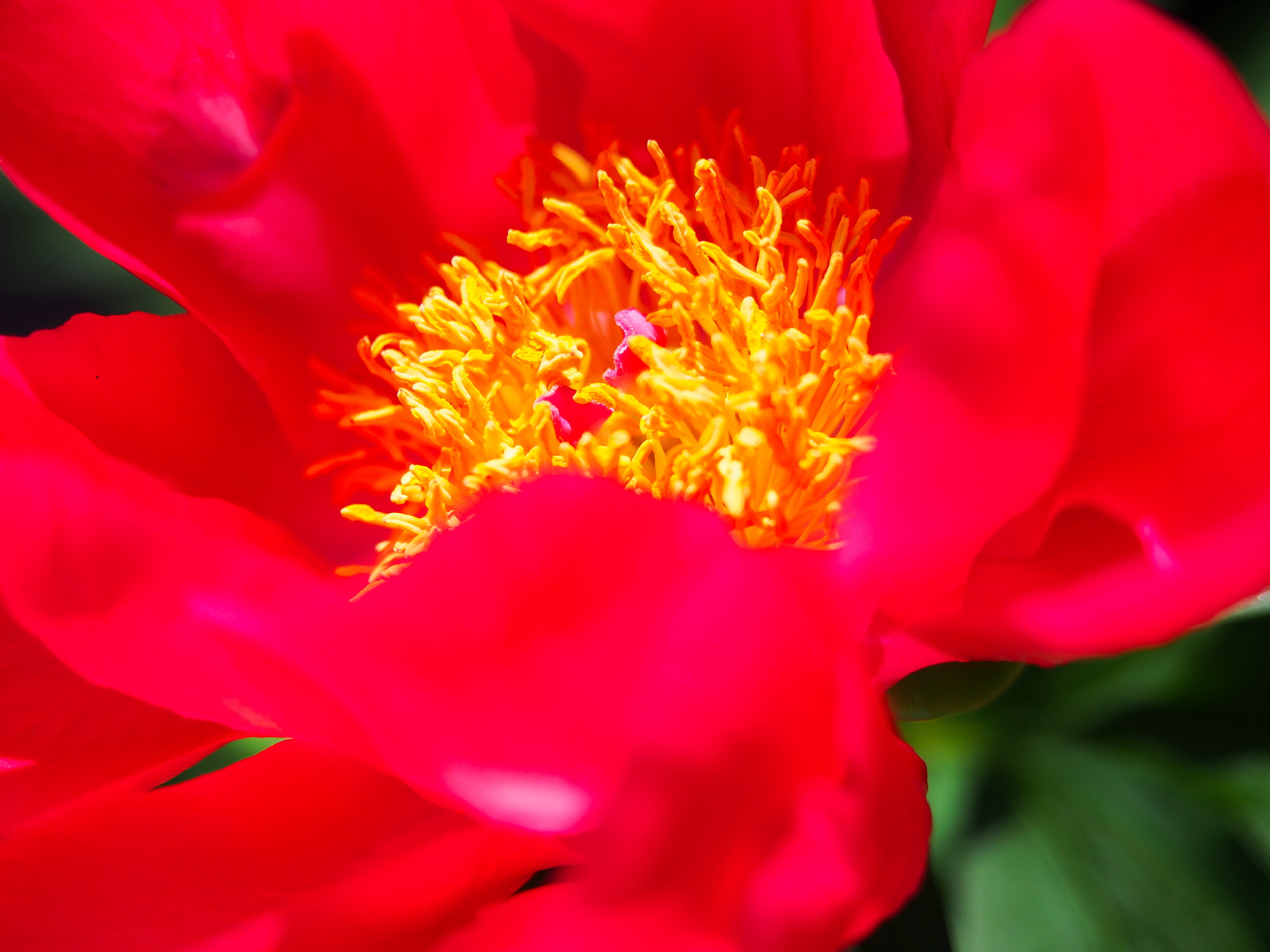 Olympus PEN E-PL5 sample photo. Enveloped photography