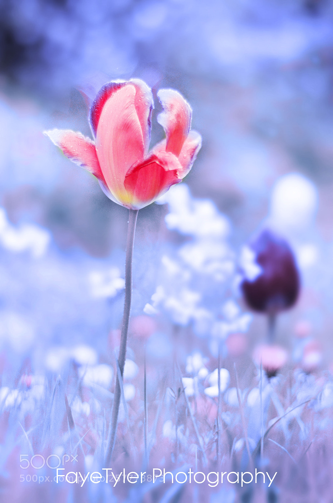 Nikon D5100 sample photo. Blooming blue photography