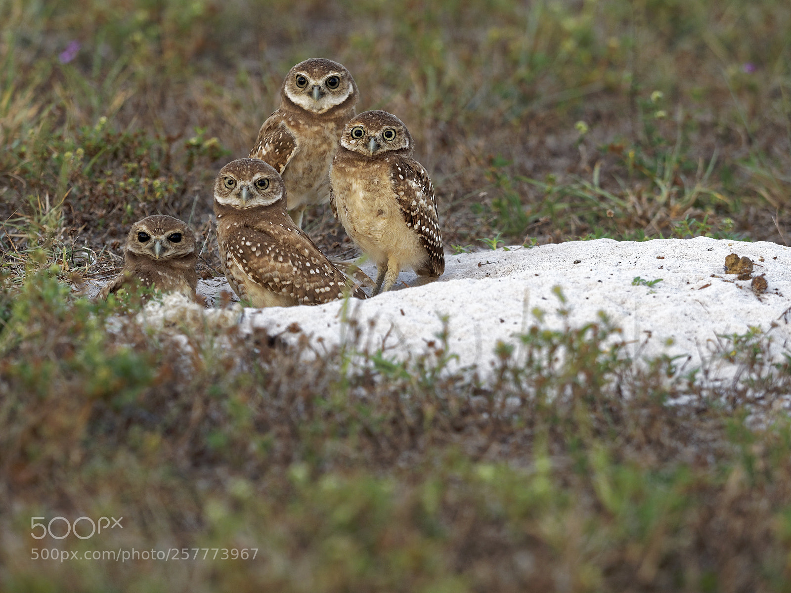 Olympus OM-D E-M1 Mark II sample photo. Openwithpxd photography