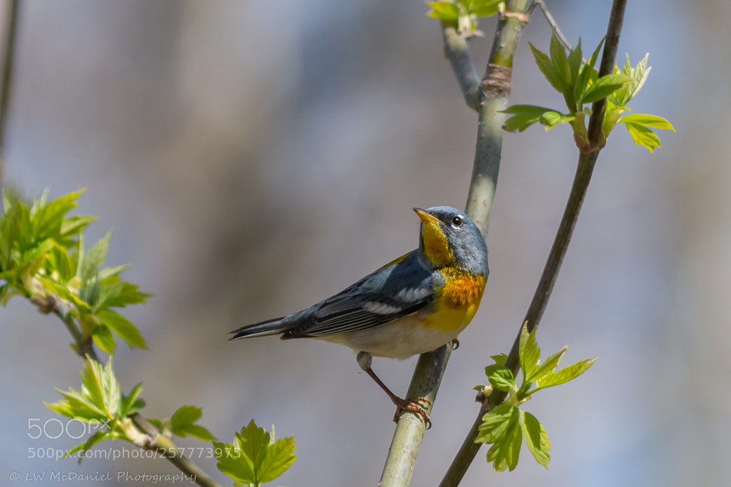 Nikon D7200 sample photo. Norther parula warbler photography