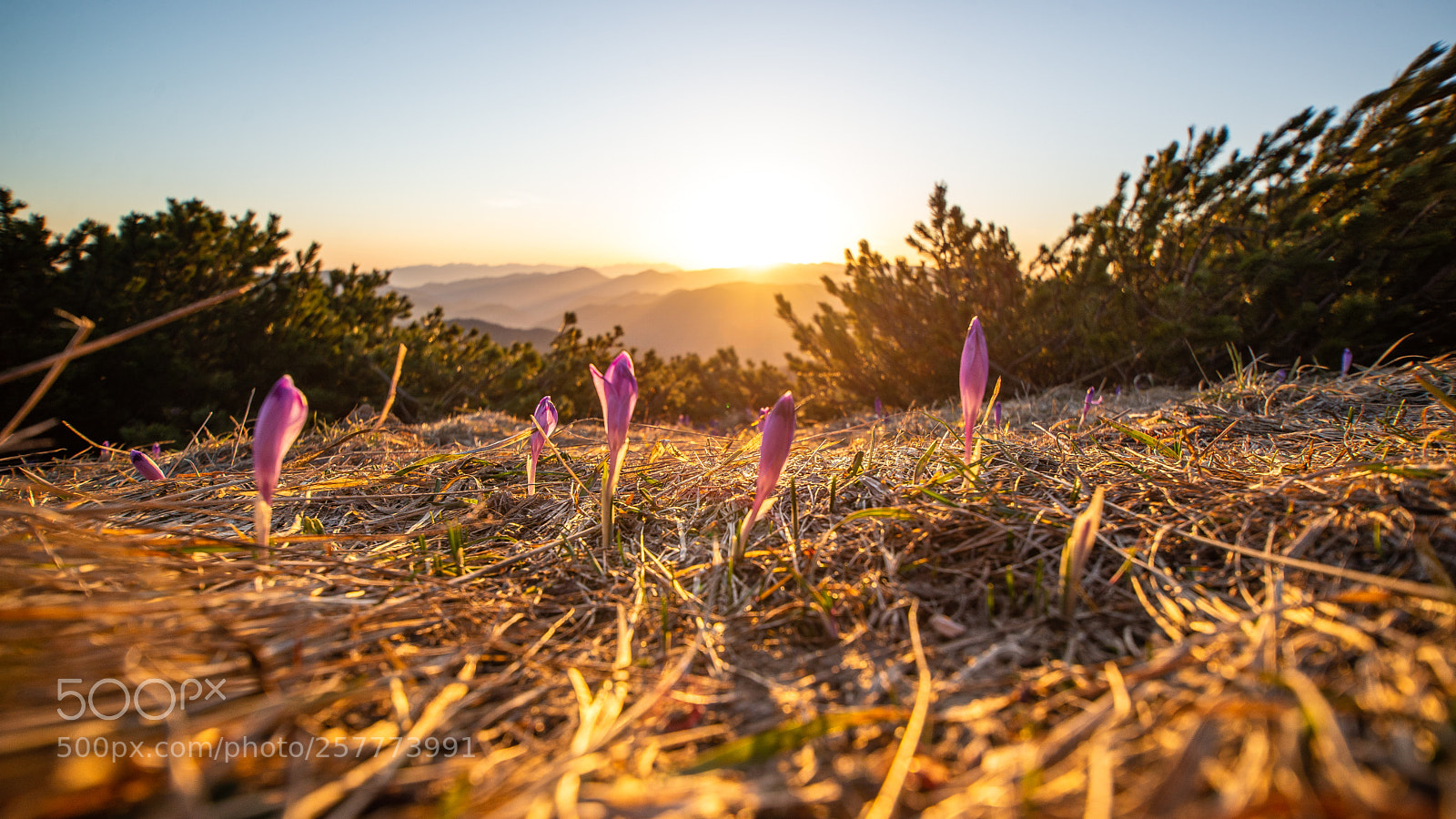 Nikon D610 sample photo. Romantic sunrise photography