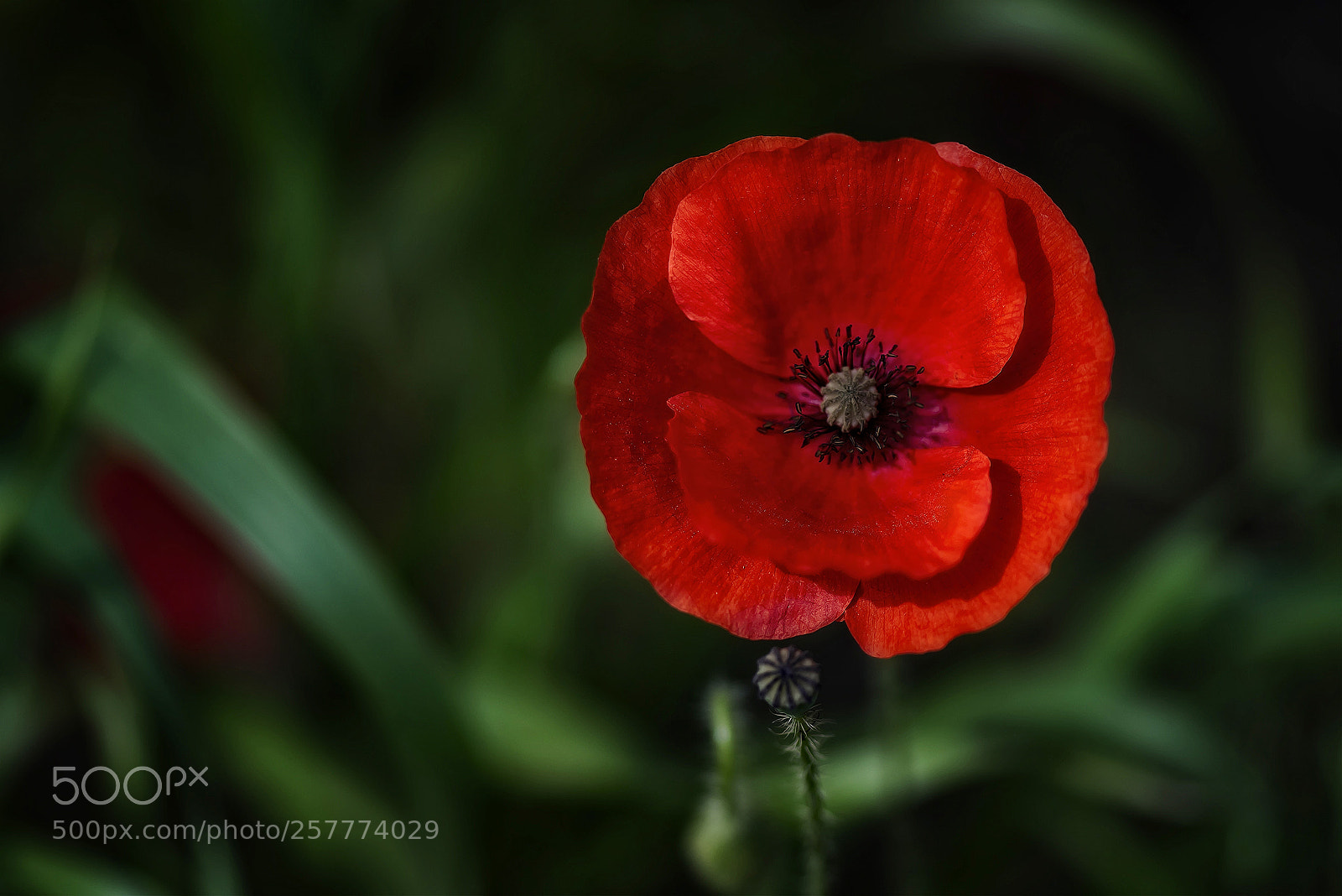 Nikon D810 sample photo. Poppy photography