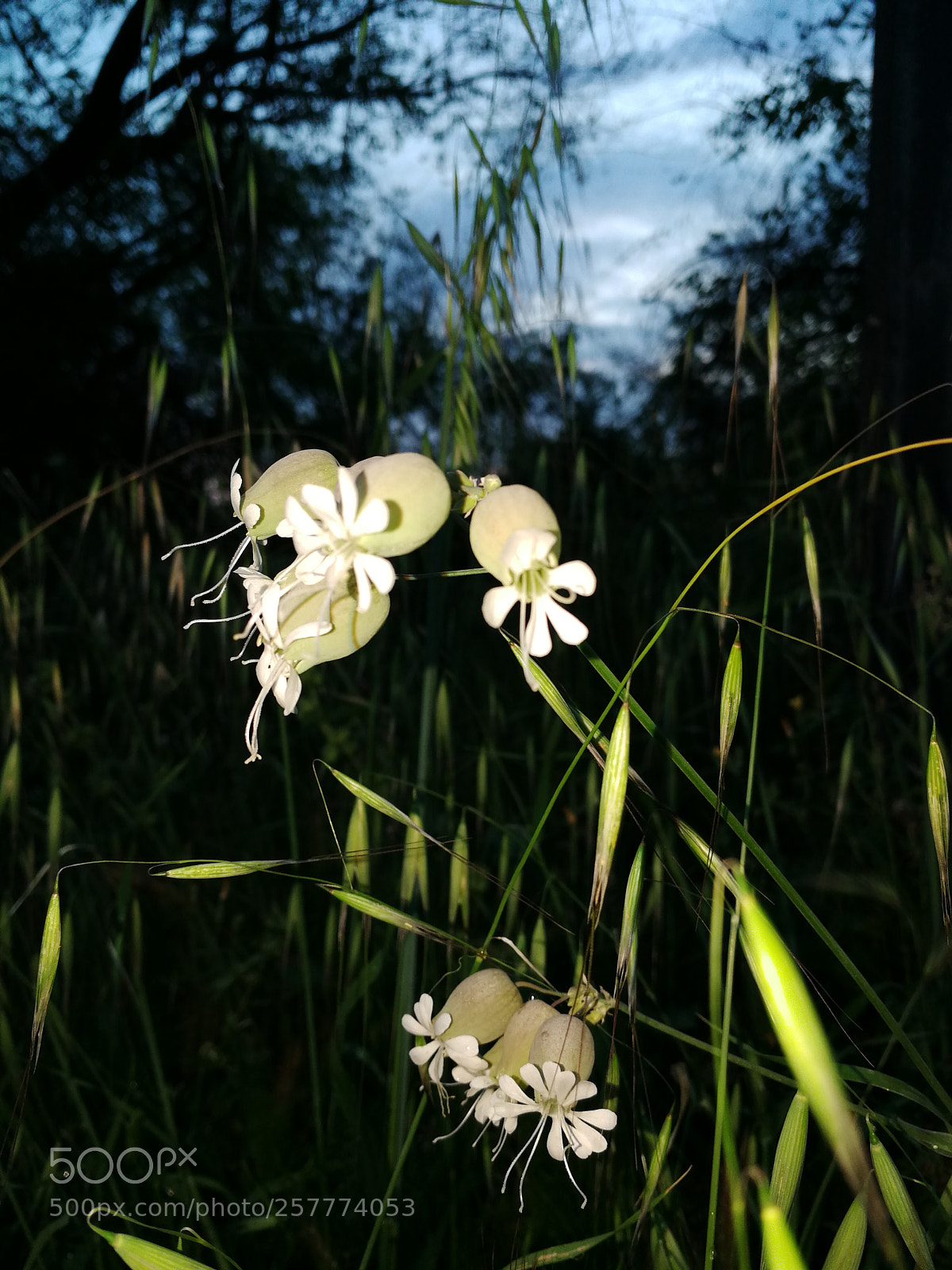 HUAWEI P10 sample photo. Untitled photography
