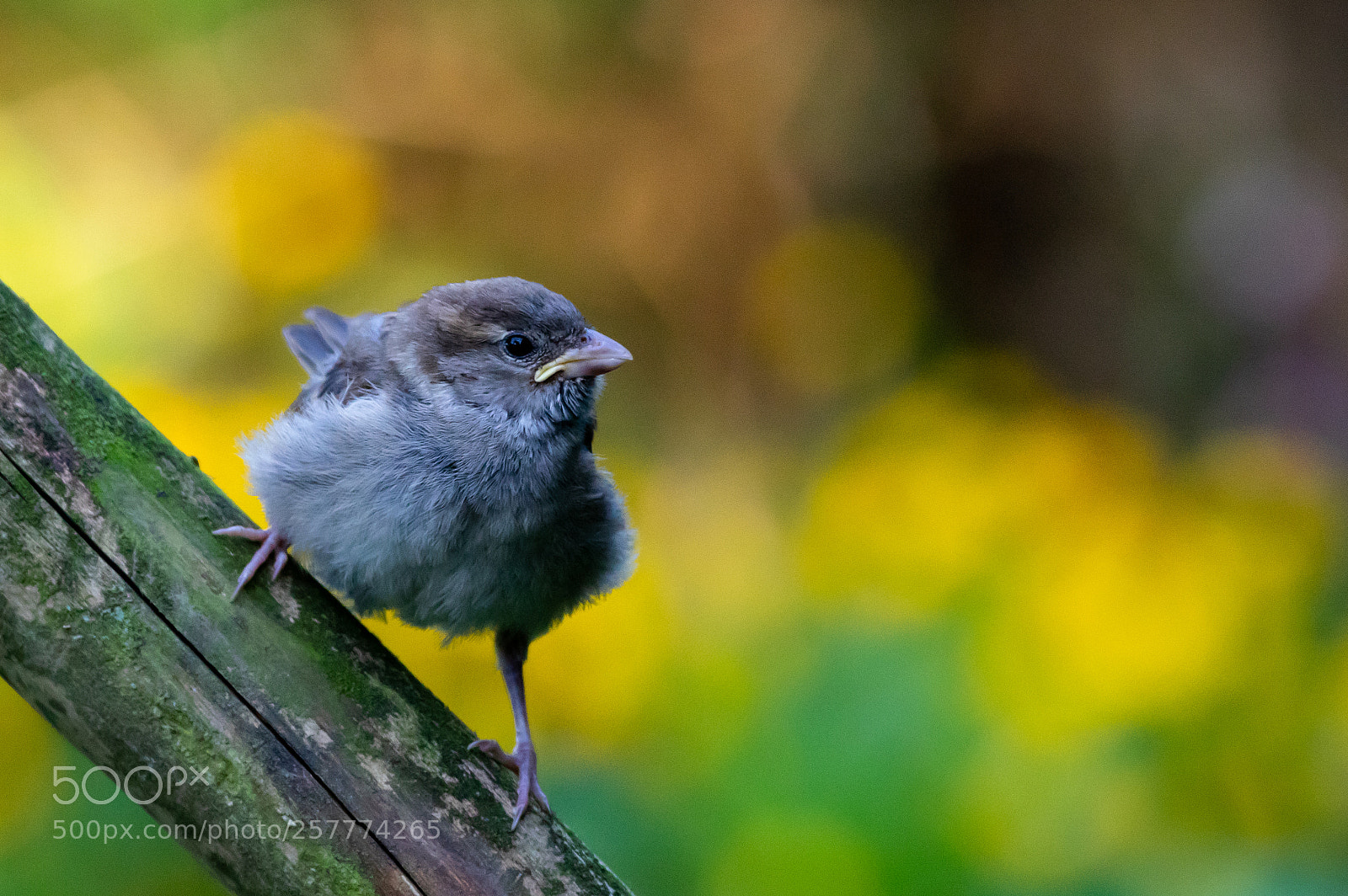 Pentax K-3 sample photo. A chick of house photography