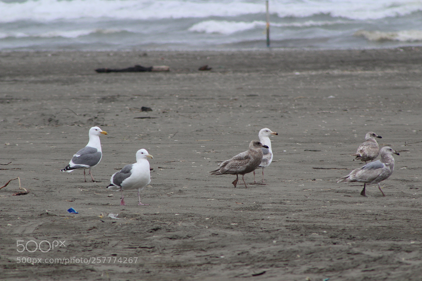 Canon EF 75-300mm f/4-5.6 sample photo. A day in washington photography