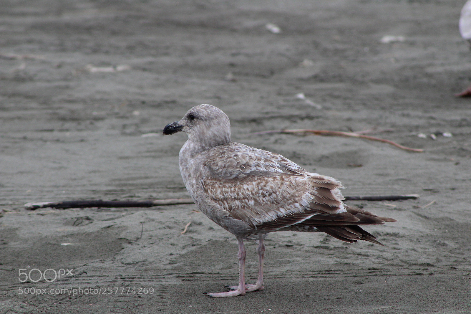 Canon EF 75-300mm f/4-5.6 sample photo. A day in washington photography