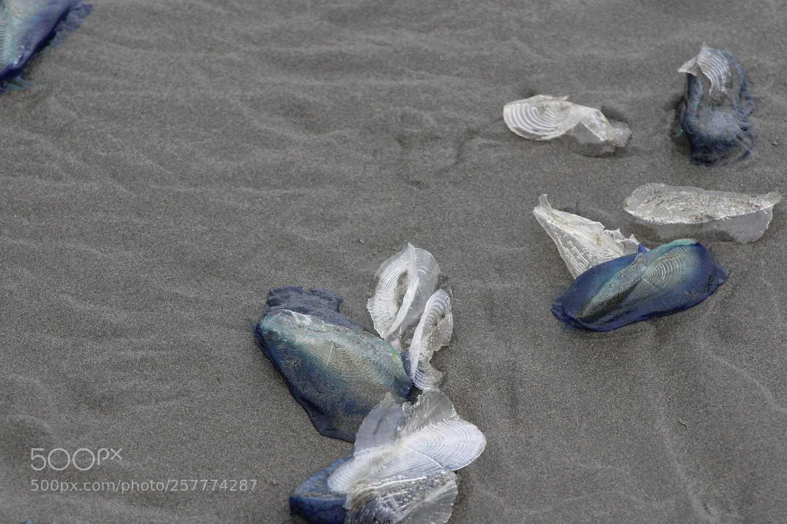 Canon EF 75-300mm f/4-5.6 sample photo. A day in washington photography
