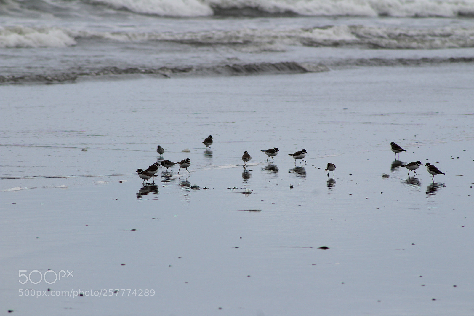Canon EF 75-300mm f/4-5.6 sample photo. A day in washington photography
