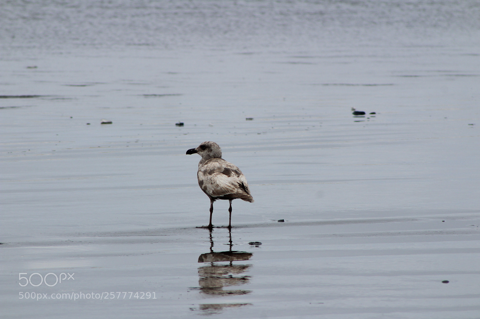 Canon EF 75-300mm f/4-5.6 sample photo. A day in washington photography