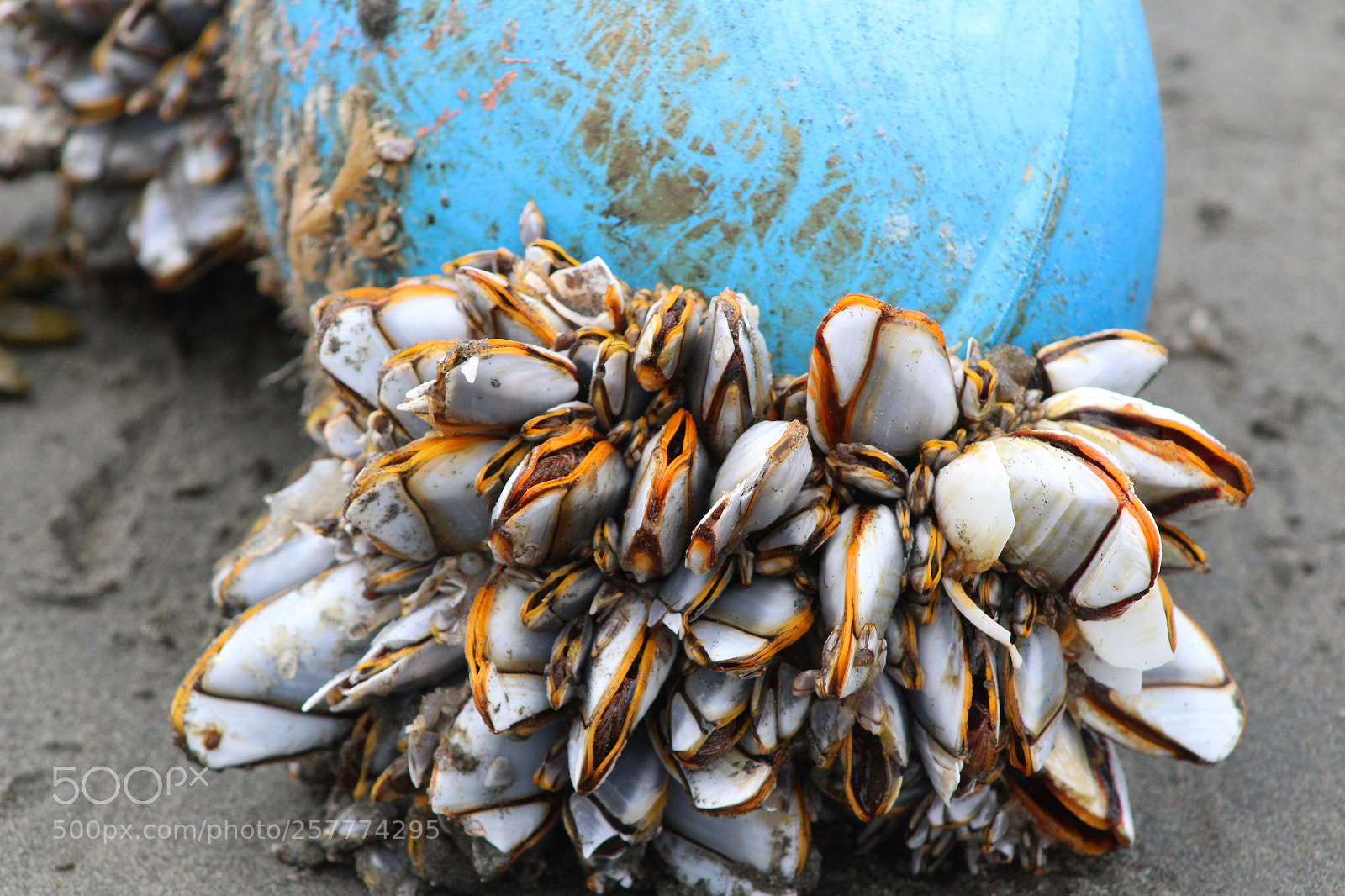 Canon EF 75-300mm f/4-5.6 sample photo. A day in washington photography