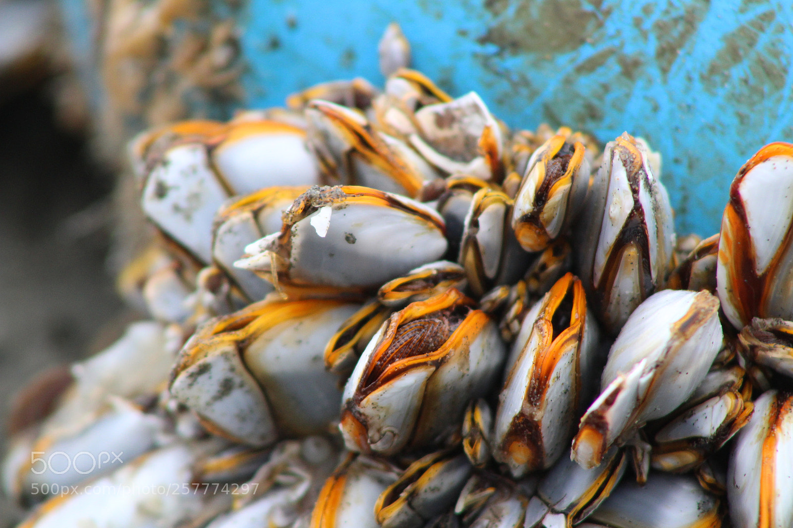 Canon EF 75-300mm f/4-5.6 sample photo. A day in washington photography