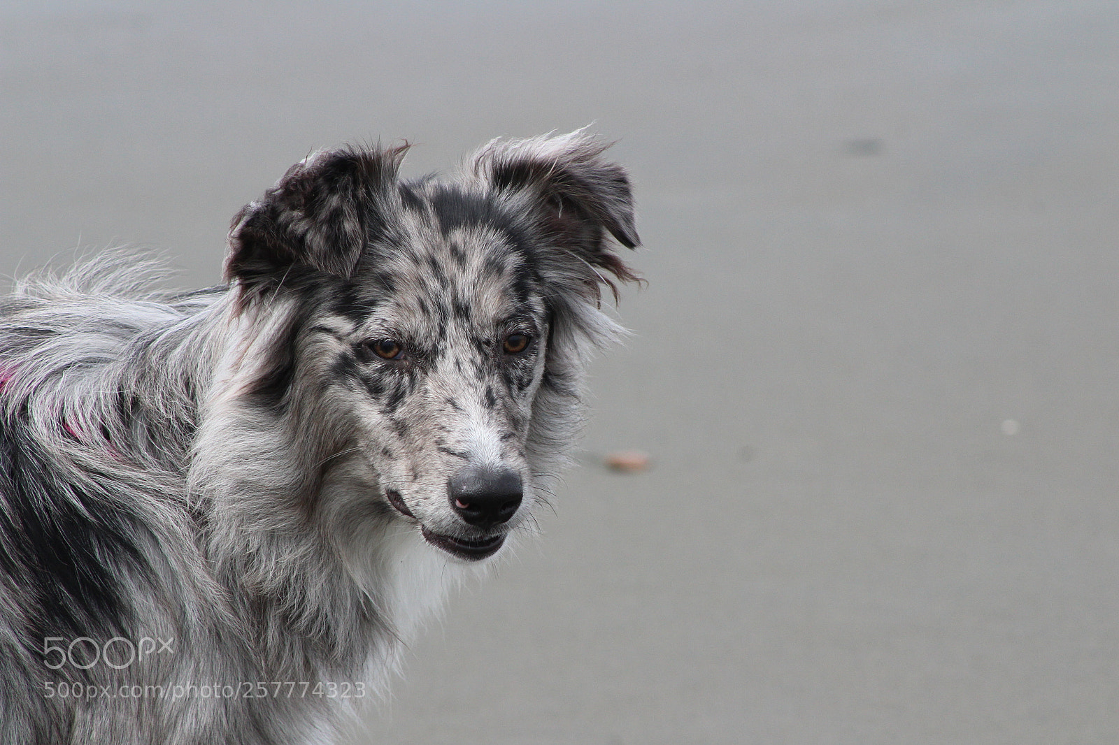 Canon EF 75-300mm f/4-5.6 sample photo. A day in washington photography