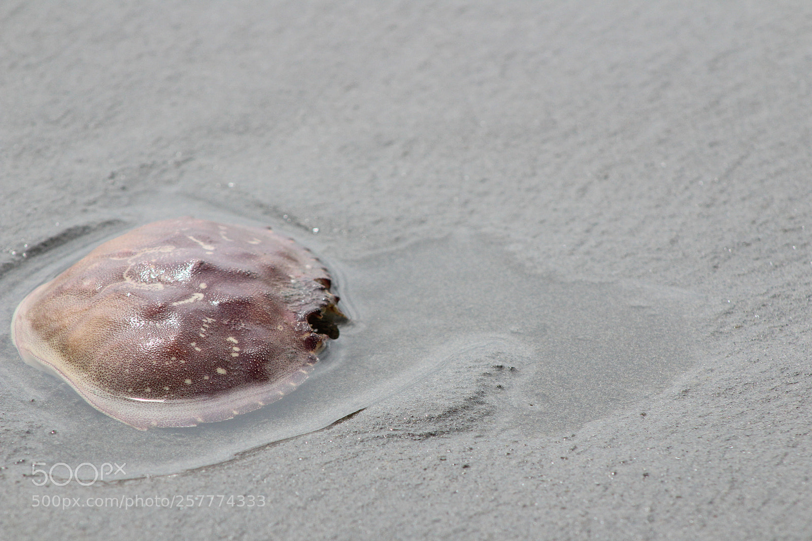 Canon EF 75-300mm f/4-5.6 sample photo. A day in washington photography