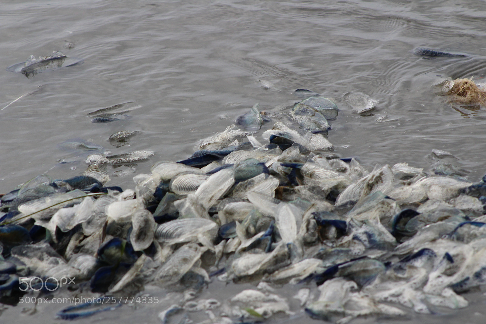 Canon EF 75-300mm f/4-5.6 sample photo. A day in washington photography