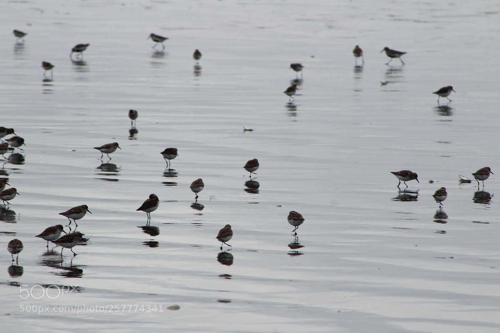 Canon EF 75-300mm f/4-5.6 sample photo. A day in washington photography