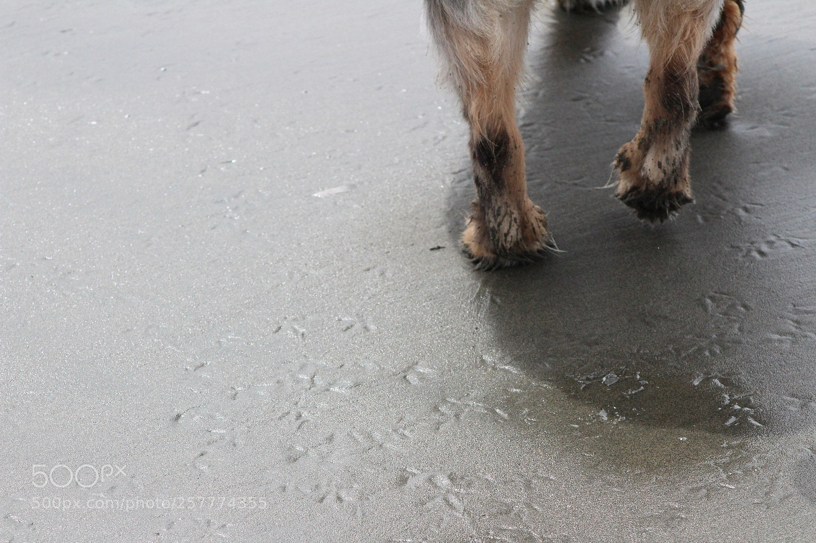 Canon EF 75-300mm f/4-5.6 sample photo. A day in washington photography