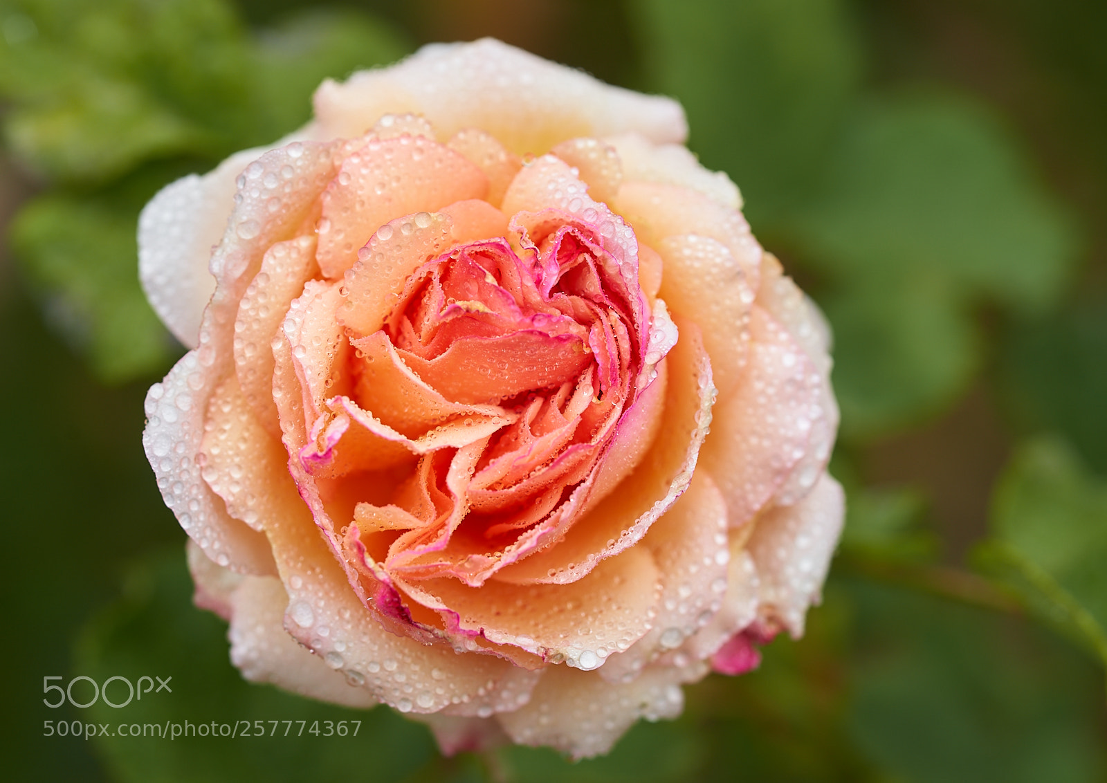 Sony a7 III sample photo. Rose photography