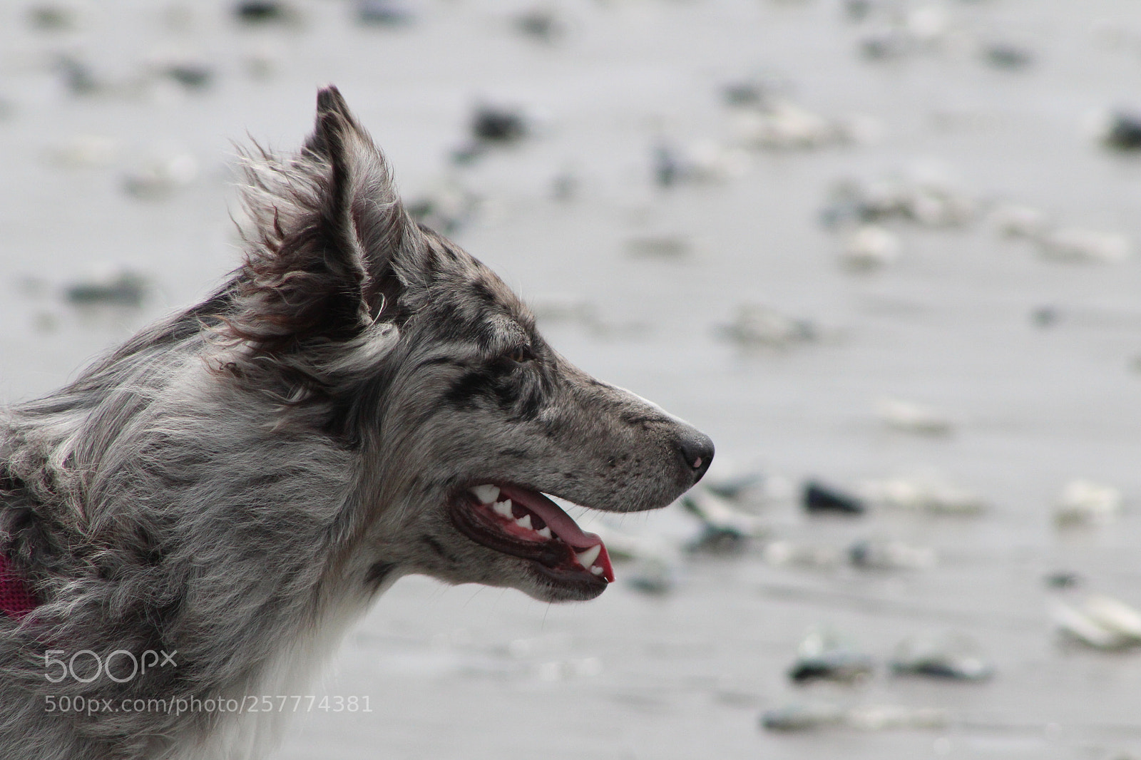 Canon EF 75-300mm f/4-5.6 sample photo. A day in washington photography