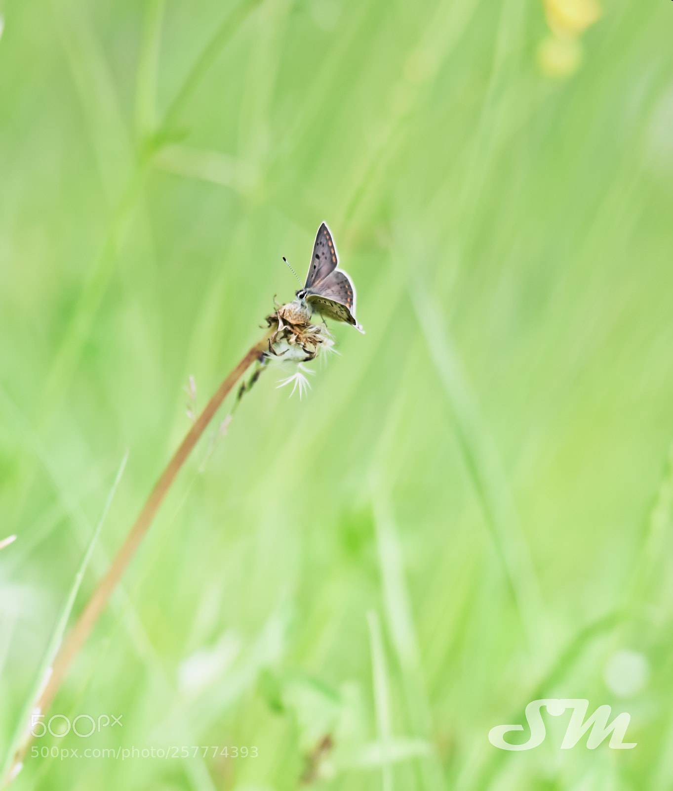 Nikon D750 sample photo. Buterfly in green photography