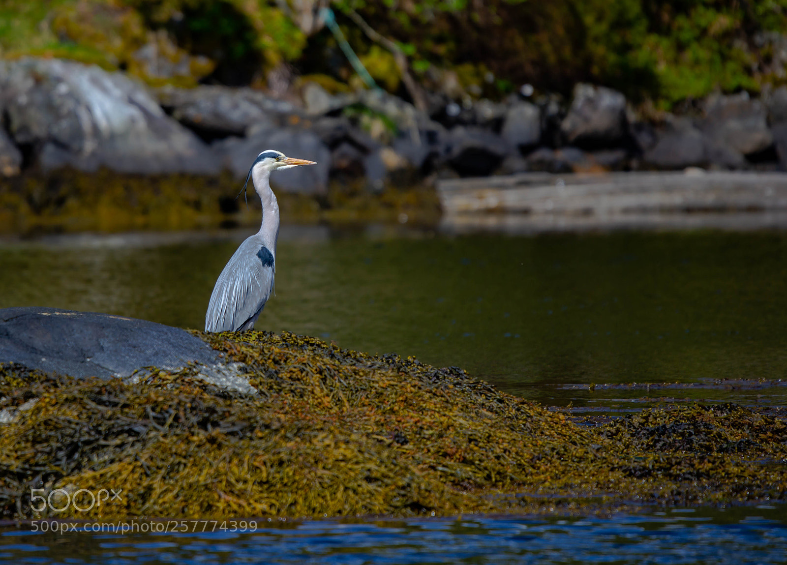 Canon EOS 6D sample photo. Heron photography