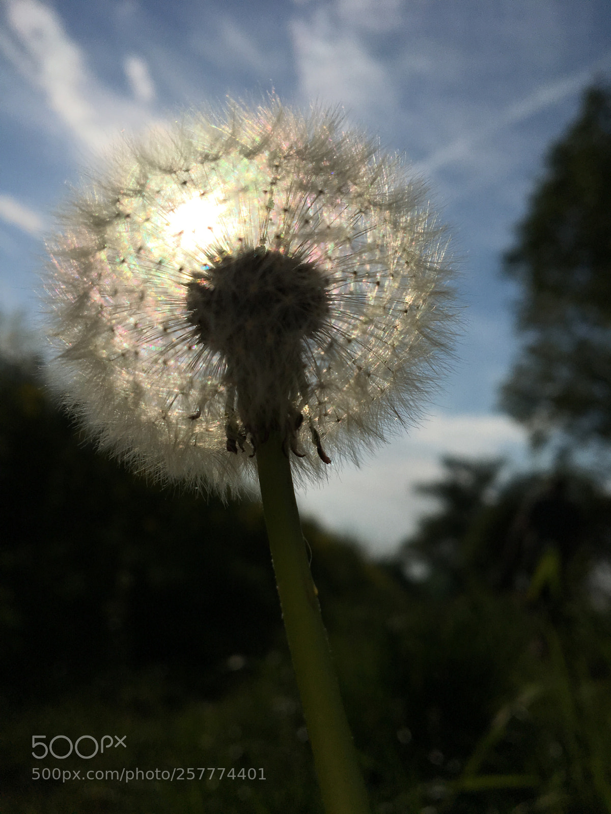 Apple iPhone 6s sample photo. #pusteblume #plant #outdoor photography