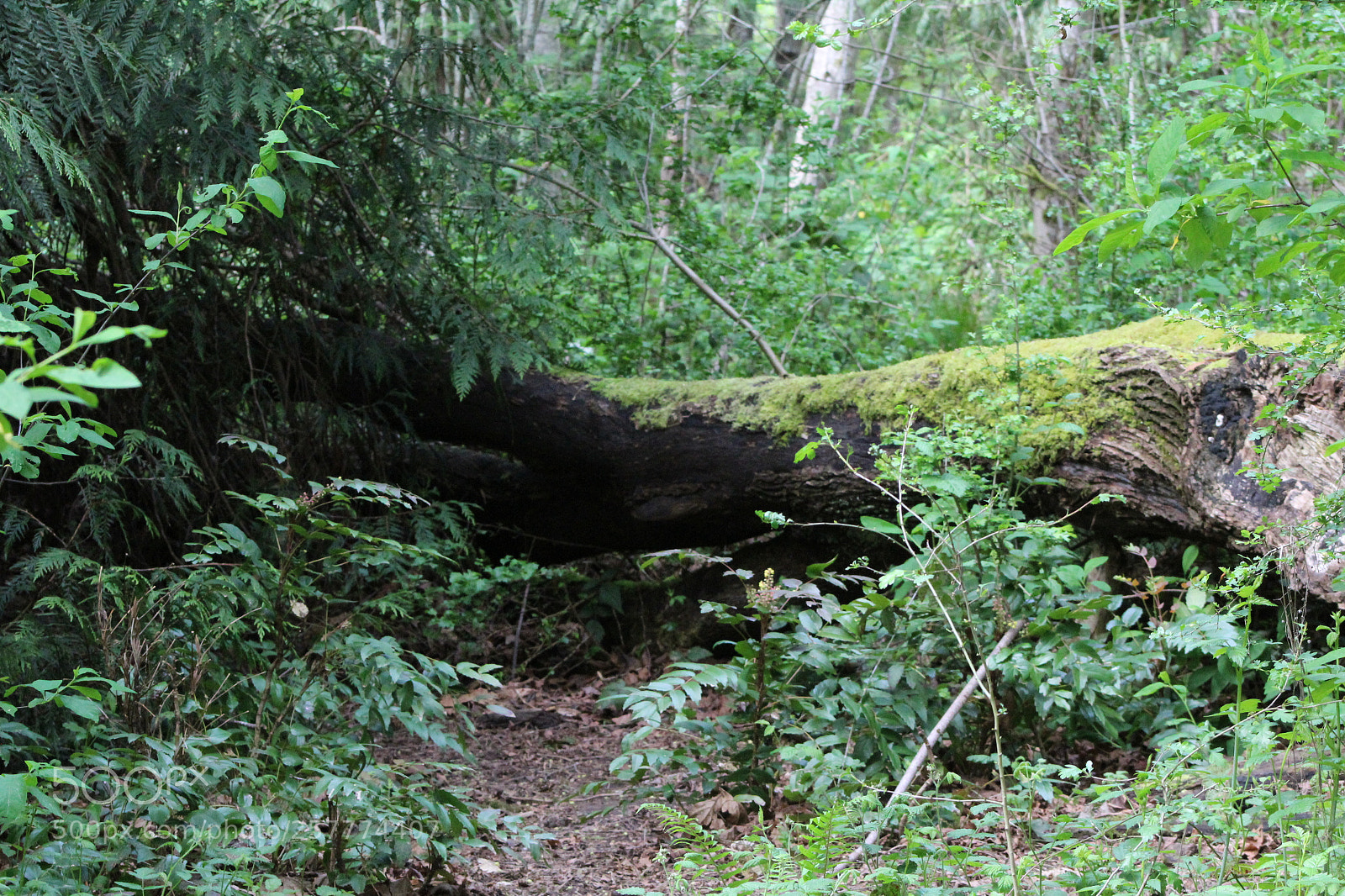 Canon EF 75-300mm f/4-5.6 sample photo. A day in washington photography