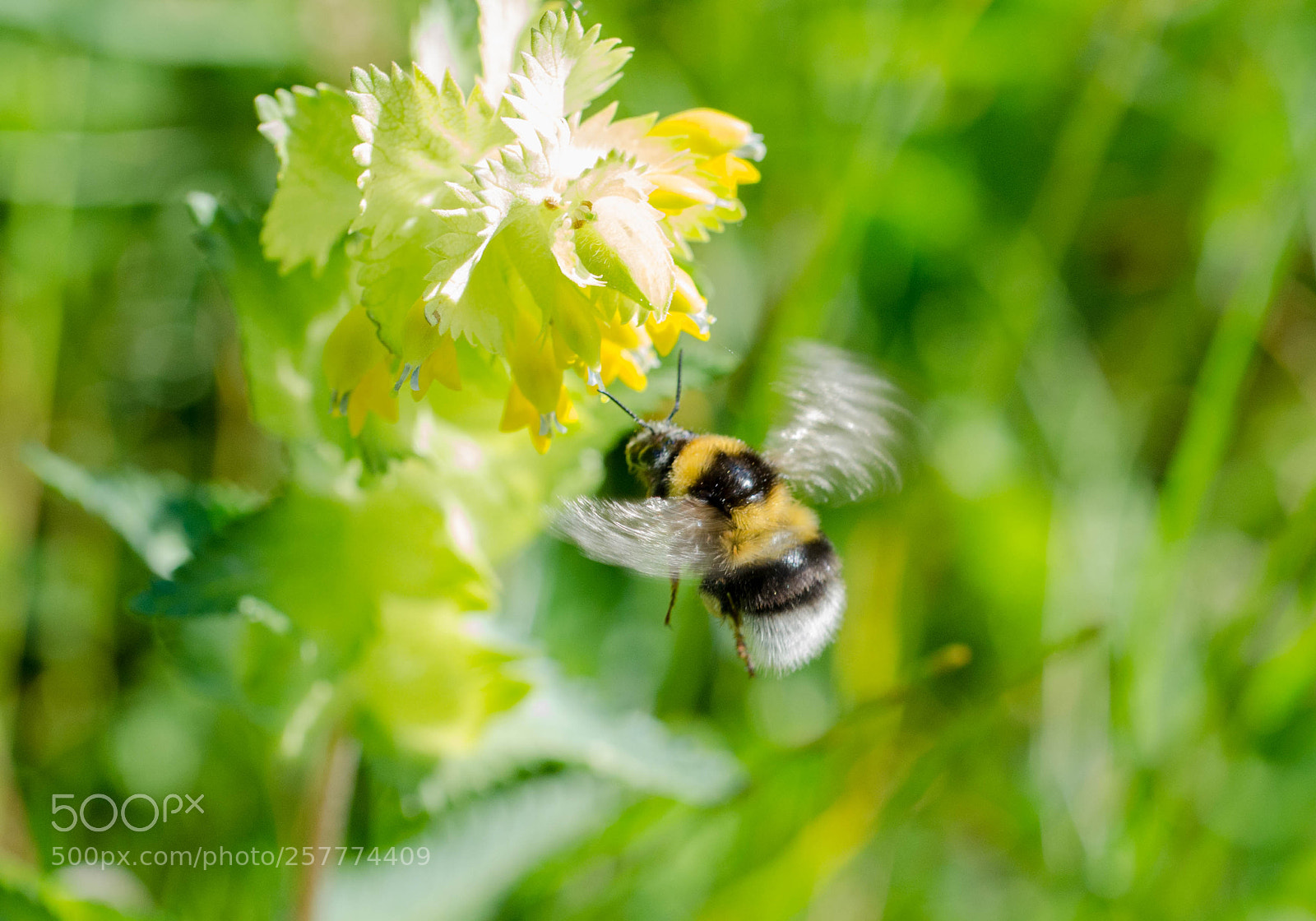 Nikon D7000 sample photo. In flight photography