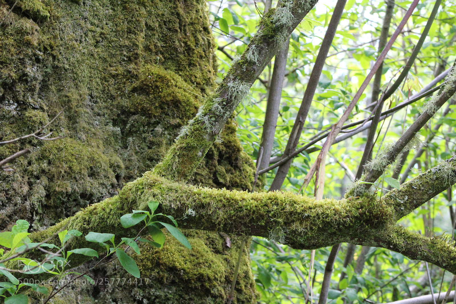 Canon EF 75-300mm f/4-5.6 sample photo. A day in washington photography