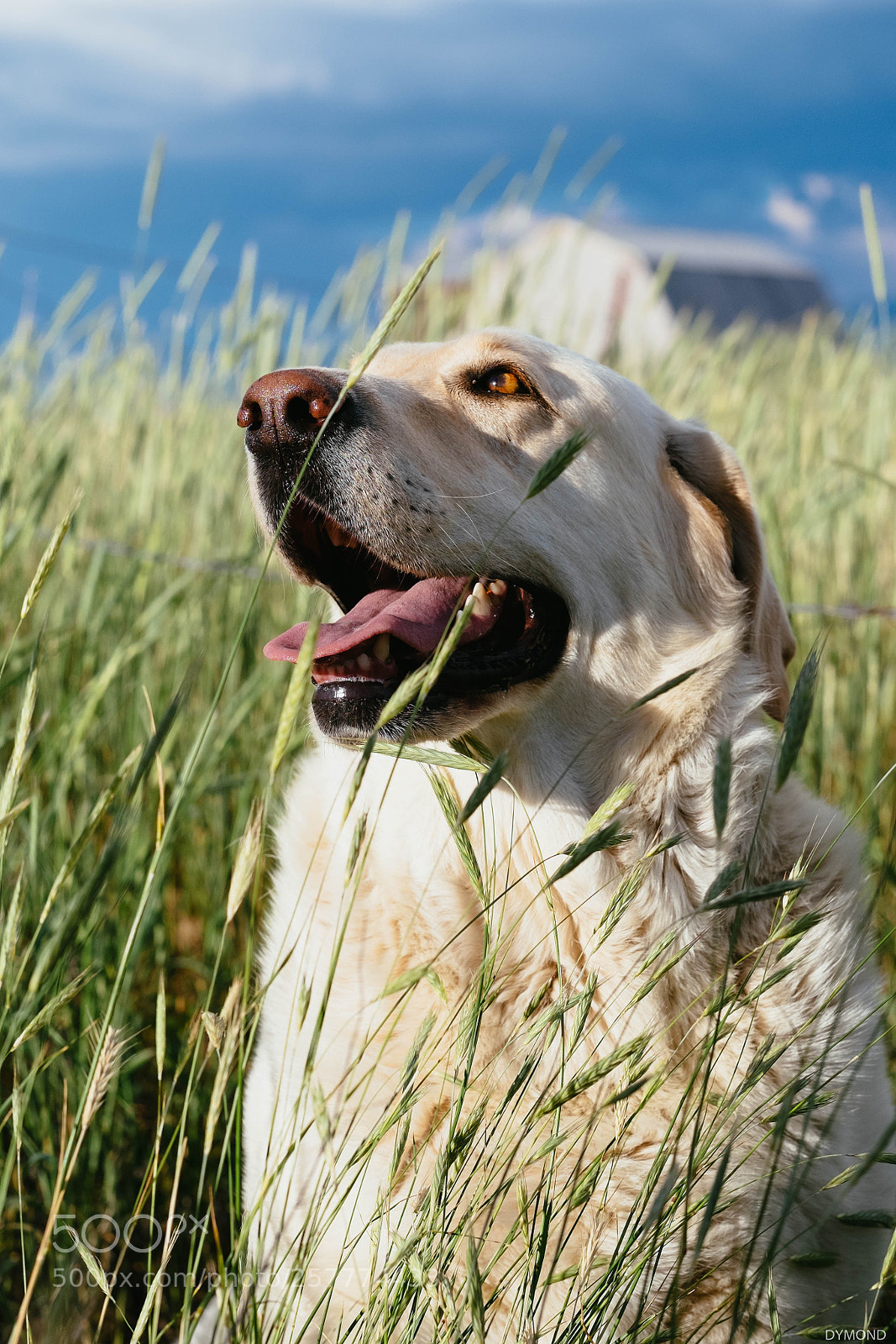 Fujifilm X-T1 sample photo. Kia dog photography