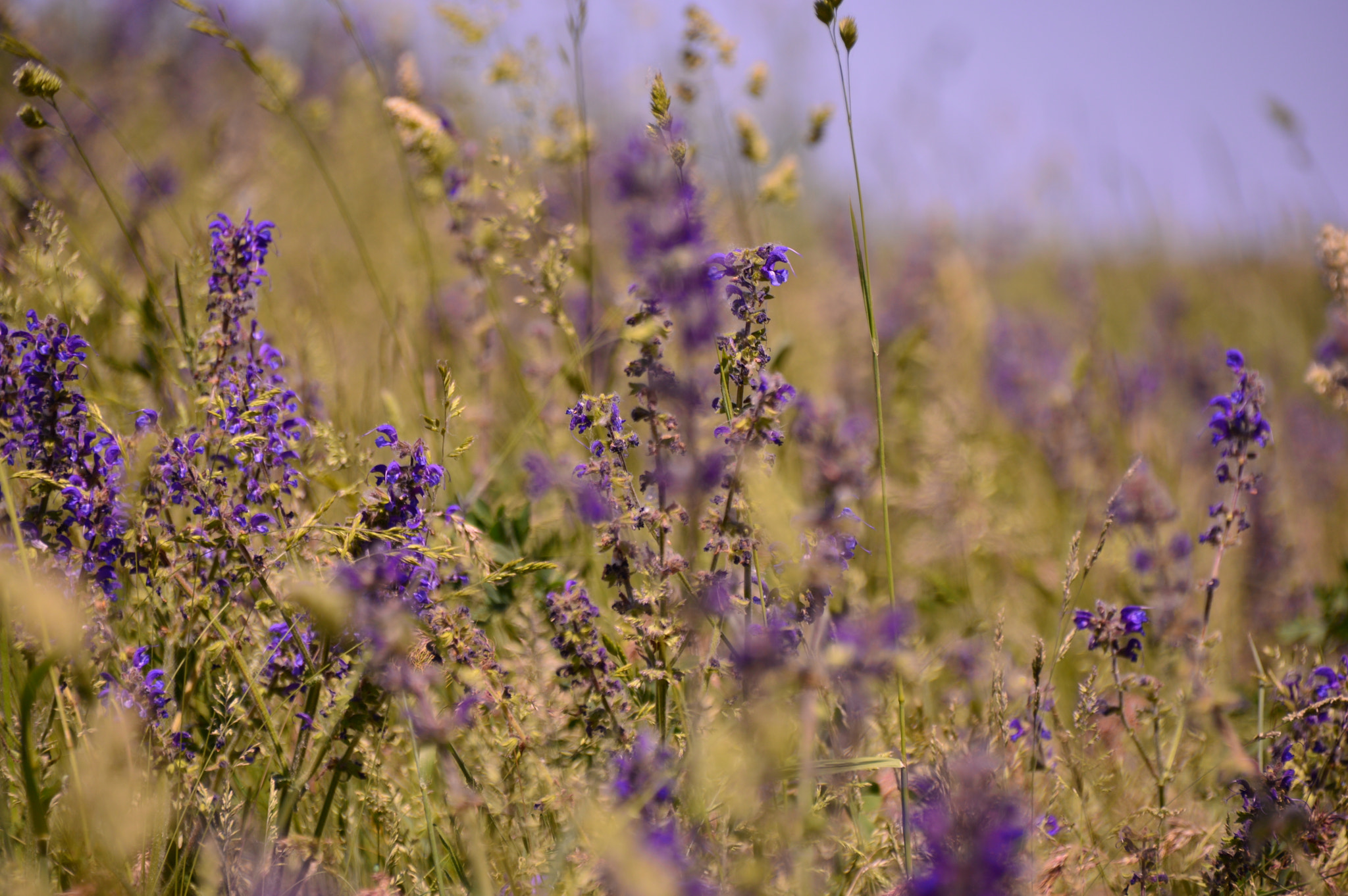 Nikon D3200 + Sigma 18-250mm F3.5-6.3 DC Macro OS HSM sample photo. Blueweed field photography