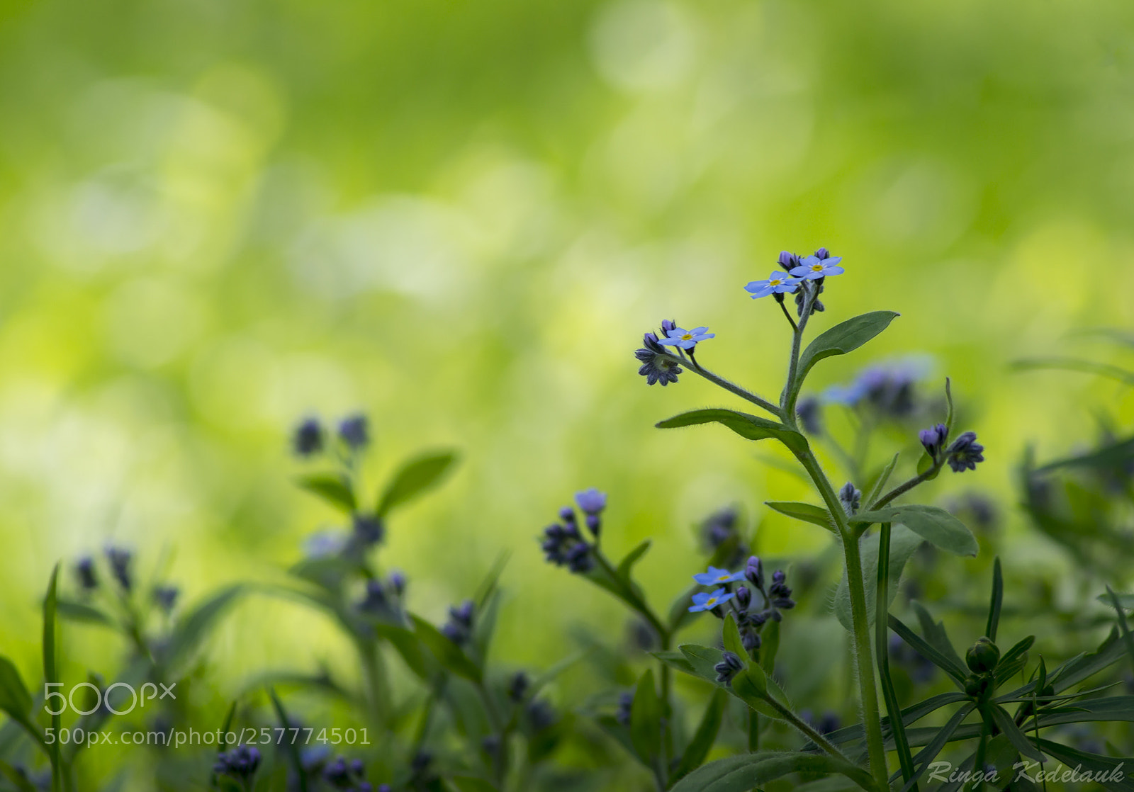 Nikon D3100 sample photo. Forget-me-not photography
