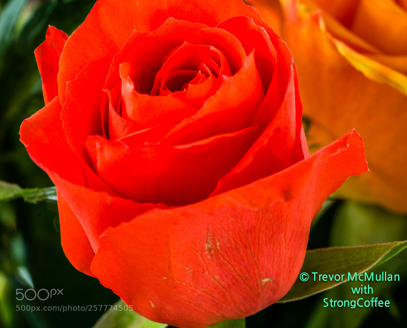 Nikon D800 sample photo. Mother's day red rose photography