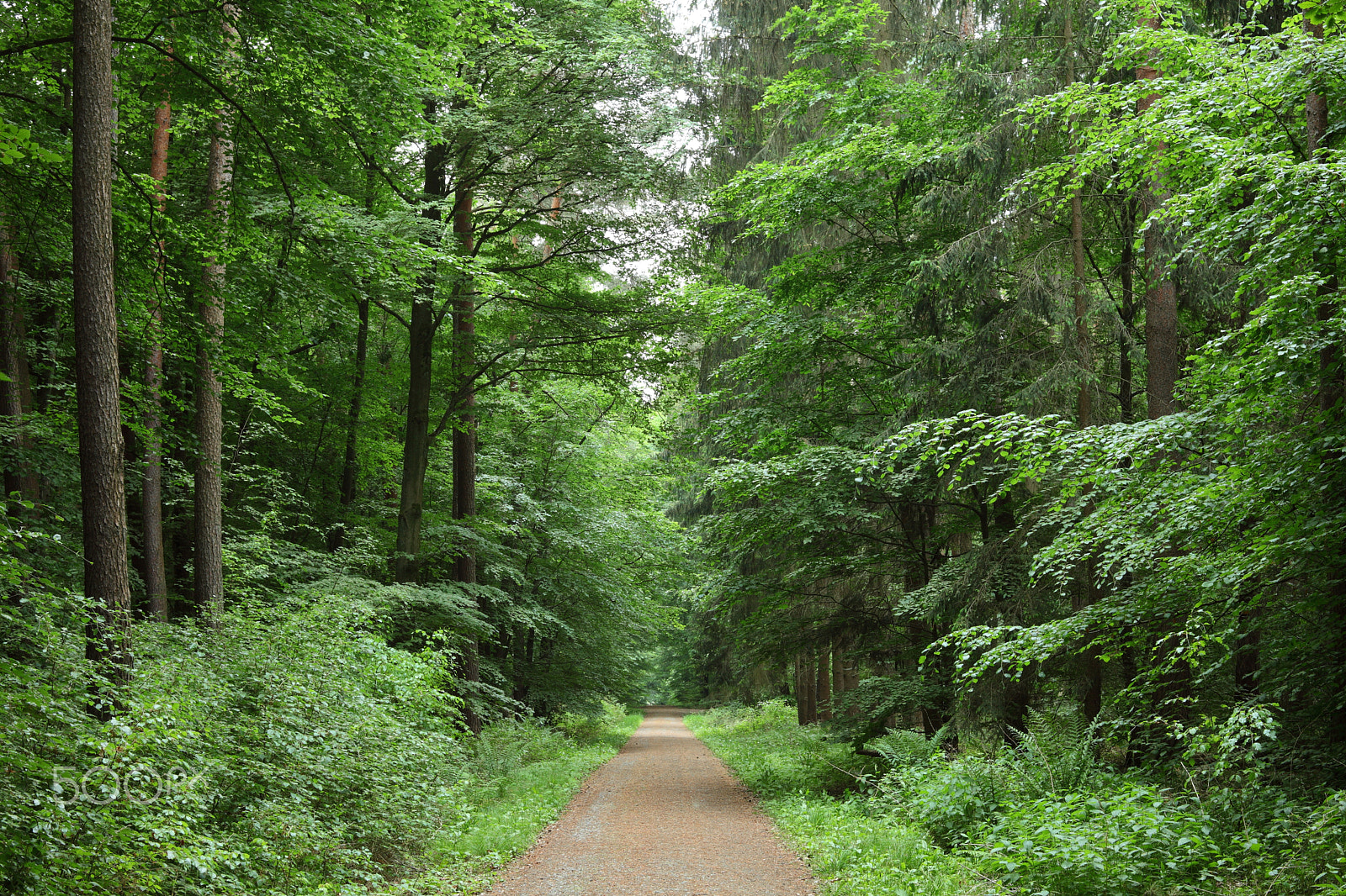 Canon EOS 5D Mark II + Canon EF 28-80mm f/3.5-5.6 sample photo. Forest after rain photography