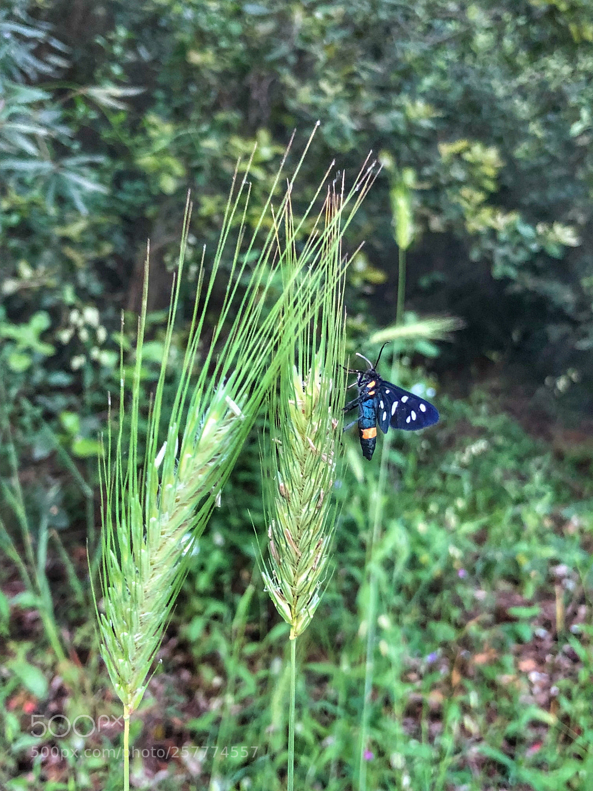 Apple iPhone X sample photo. Untitled photography