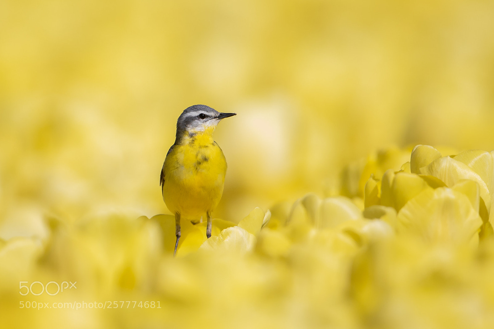 Canon EOS 5D Mark IV sample photo. Yellow wagtail on the photography