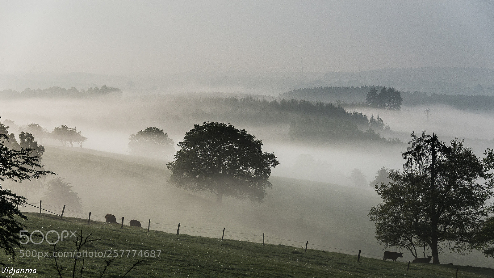 Nikon D610 sample photo. Velvet morning photography