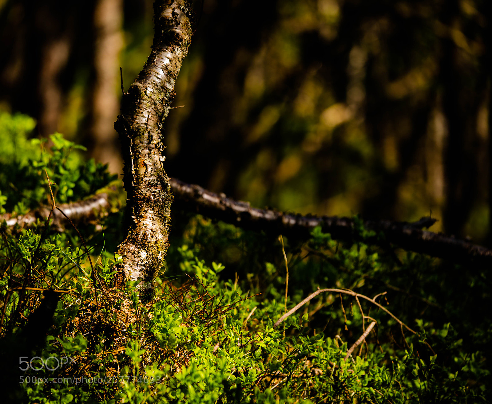 Canon EOS 6D sample photo. Deep forest photography