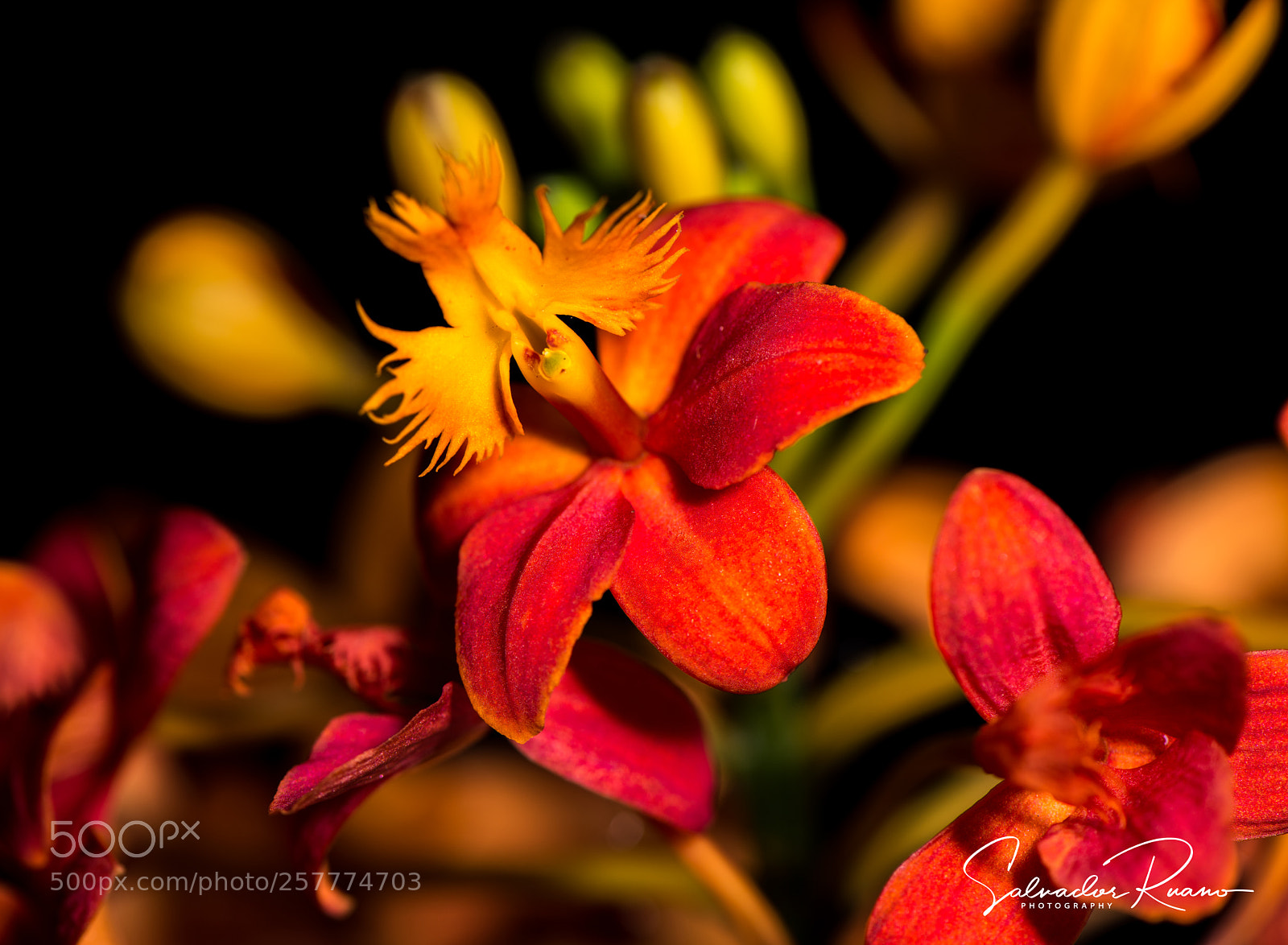 Nikon D800E sample photo. Epidendrum photography
