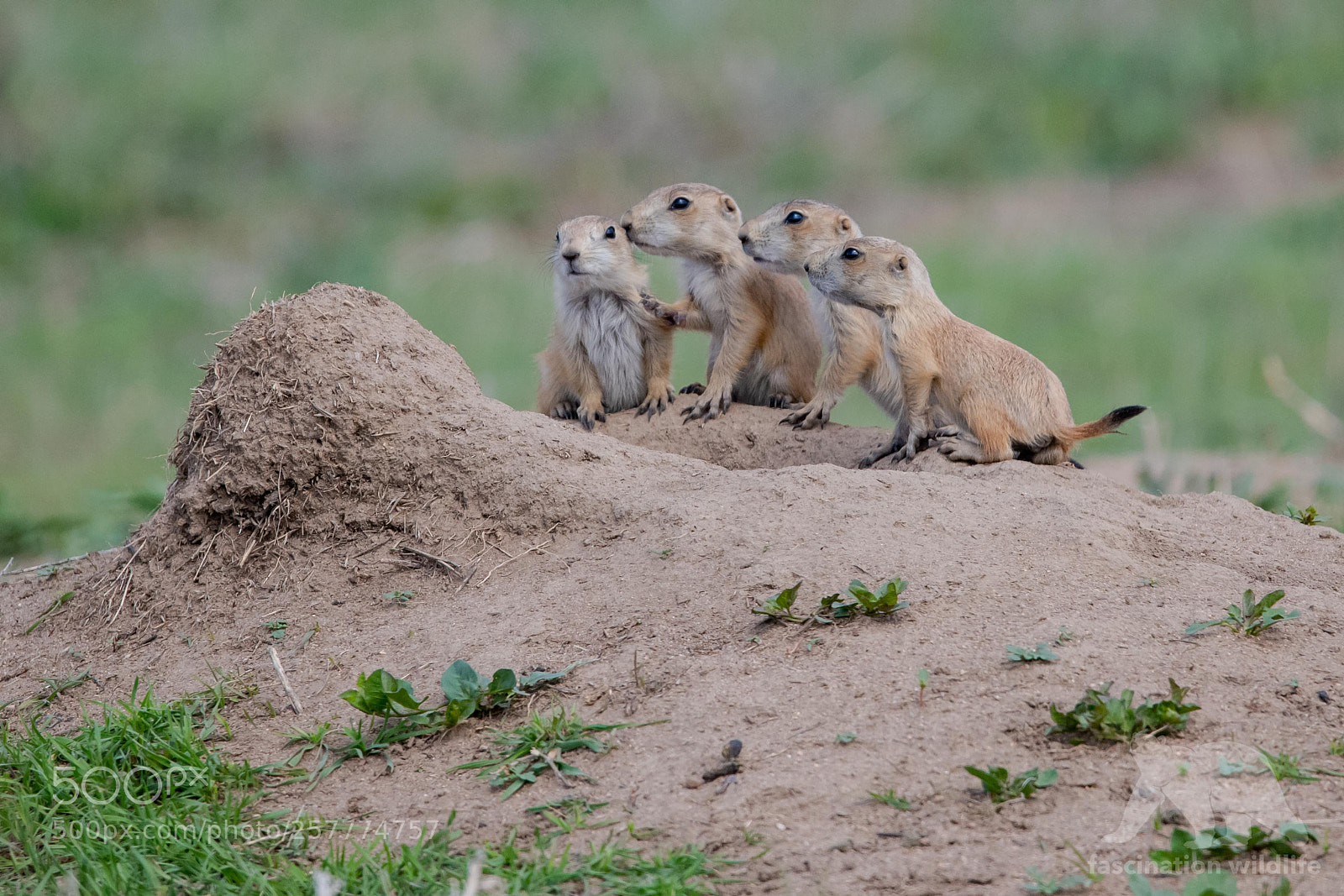 Nikon D850 sample photo. Prairie dog pups photography