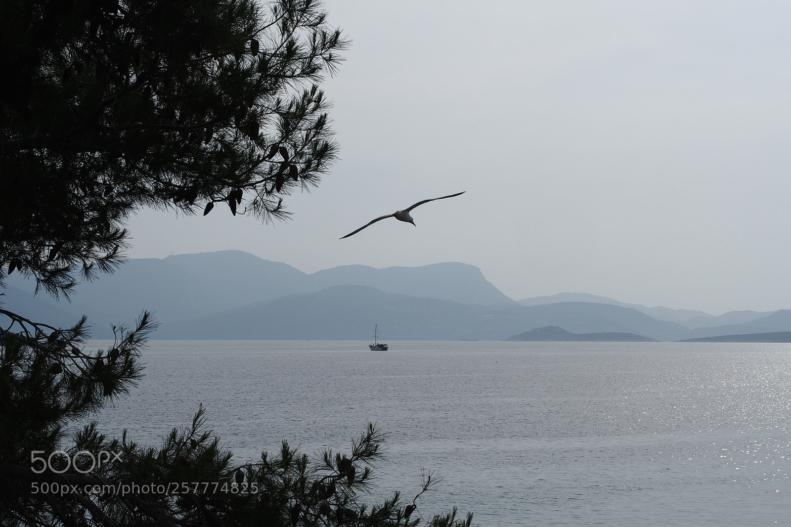 Olympus OM-D E-M5 sample photo. Seagull photography
