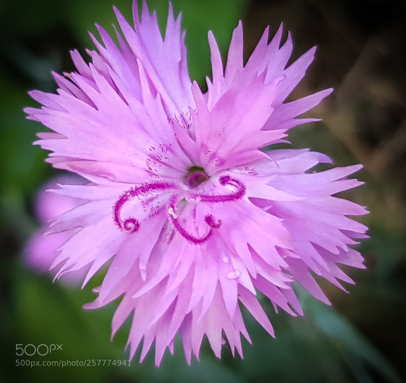 Samsung Galaxy S8 sample photo. Magical blooming photography