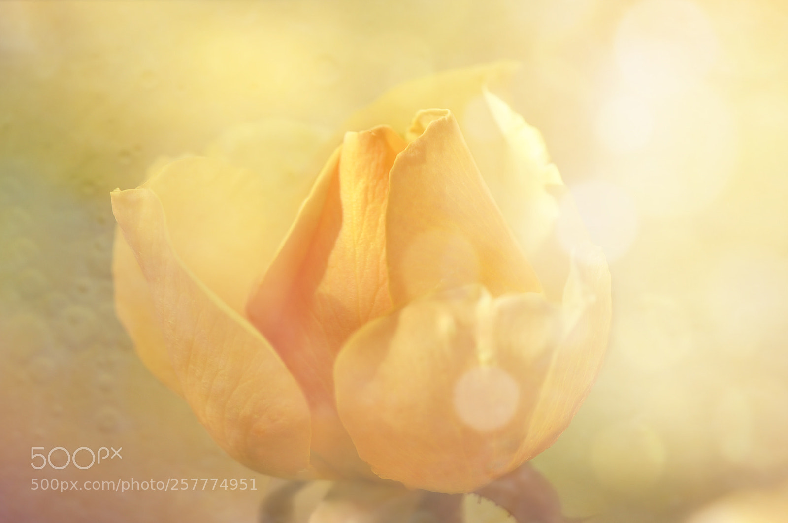 Nikon D5000 sample photo. Orange glow photography